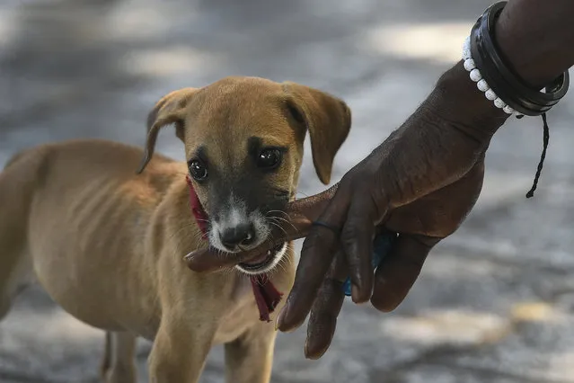 A street puppy plays with a man in Port-au-Prince, Haiti, Sunday, November 14, 2021. (Photo by Matias Delacroix/AP Photo)