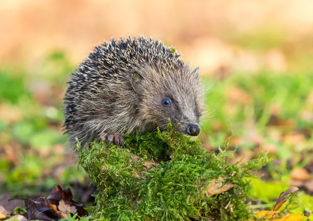 Britain’s hedgehogs could be at greater risk after Brexit because hedges may no longer be protected by agriculture regulations, a report says. (Photo by Coatsey/Alamy Stock Photo)