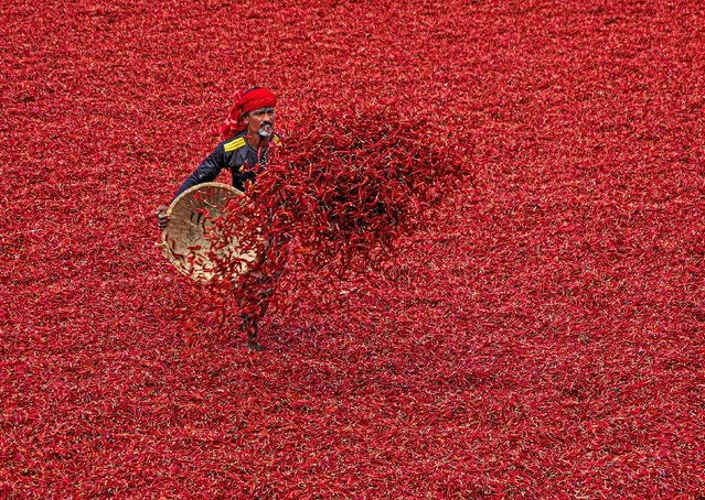 Chillis are dried in the sun in the Chandrapur district of Bangladesh in the second decade of February 2024. If there is a good yield of chillis, they are dried in the fields as well as on the roads or backyards nearby. You can get a yield of up to 2 tonnes per hectare. A mound of dry chilli is sold for between, 4,300 and 4,500 taka (€30 – €32.50) in different local markets of the country. (Photo by Istiyak Ahamed Srabon/Solent News)