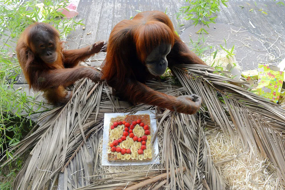 The Week in Pictures: Animals, May 15 – May 22, 2015