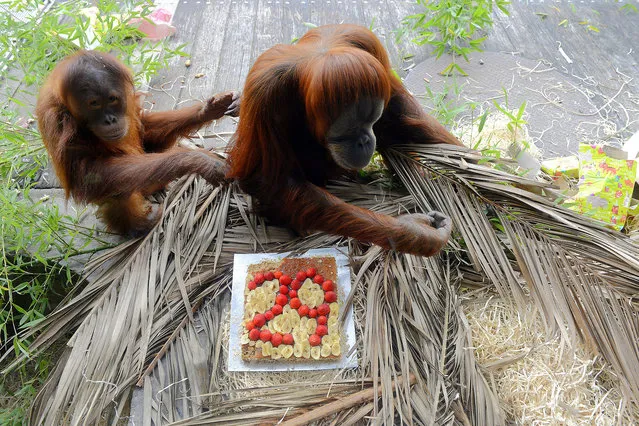 Orang-utan Maimunah (R) and her daughter Dewi celebrate her 29th birthday with a banana cake at Melbourne Zoo in Melbourne, Australia, 22 May 2015. (Photo by Tracey Nearmy/EPA)