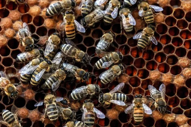 Worker bees swarm outside a hive at an apiary in Kuwait City on February 5, 2024. (Photo by Yasser Al-Zayyat/AFP Photo)