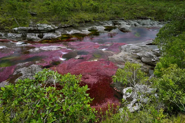 At the end of the rainy season, in August, when the water level finally decreases the Cano Cristales RIver in the Sierra de la Macarena in Colombia, becomes covered with a bright pink endemic aquatic plant, Macarenia Clavigera. (Photo by Olivier Grunewald)