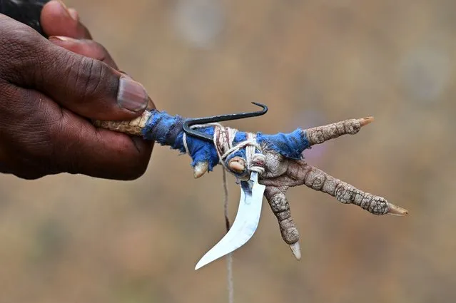 A villager holds a rooster's leg with a blade attached before a cock fight at a local fair at Katekalyan in Dantewada district in India's Chhattisgarh state on April 16, 2024. (Photo by Idrees Mohammed/AFP Photo)