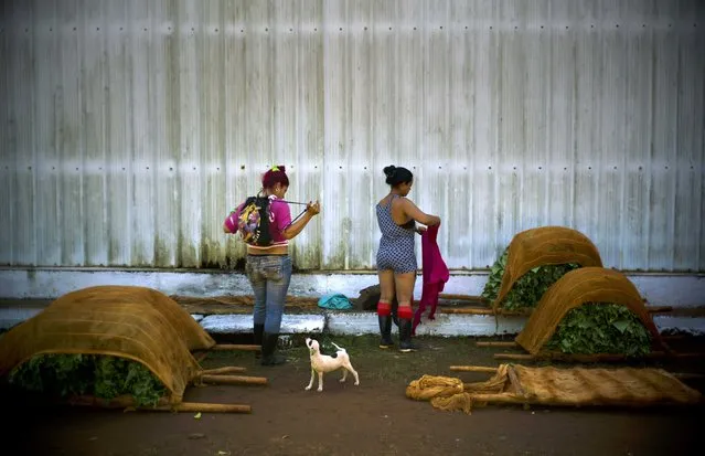 In this February 11, 2017 photo, workers who are responsible for handling freshly cut tobacco leaves, change into their street clothes at the end of their work shift at a state-run warehouse in Alquizar, in Cuba's western province Artemisa. (Photo by Ramon Espinosa/AP Photo)