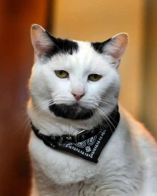 Gary The Hipster Cat