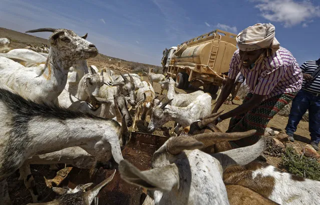 In this photo taken Wednesday, March 8, 2017, herder Ahmed Haji, 30, waters his goats using water trucked in by a tanker in a remote desert area near Bandar Beyla in Somalia's semiautonomous northeastern state of Puntland. (Photo by Ben Curtis/AP Photo)