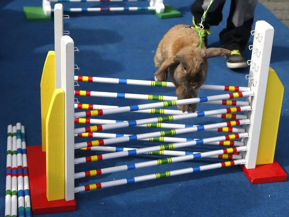 Easter Rabbit Steeple Chase in Prague