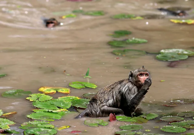 Monkeys collect lotus in a lake to eat as food, at a temple near Angkor Wat, in Siem Reap, Cambodia on August 19, 2019. (Photo by Soe Zeya Tun/Reuters)