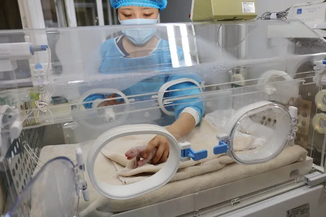 A researcher looks after a giant panda cub in an incubator at a giant panda breeding centre in Chengdu, Sichuan Province, China, May 6, 2016. (Photo by Reuters/China Daily)