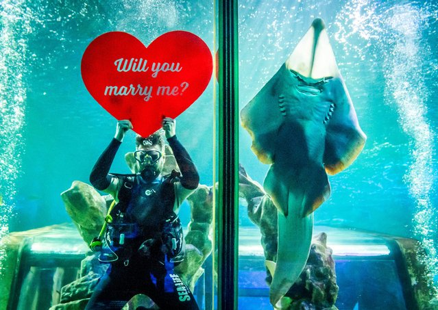 Michael Bond, from the animal care team, holds a giant red heart bearing the words “Will You Marry Me” at a dress rehearsal for an upcoming Valentine's Day proposal, which will take place in the ocean tank at SEA LIFE in Blackpool, Lancashire on Wednesday, February 8, 2023. (Photo by Danny Lawson/PA Images via Getty Images)