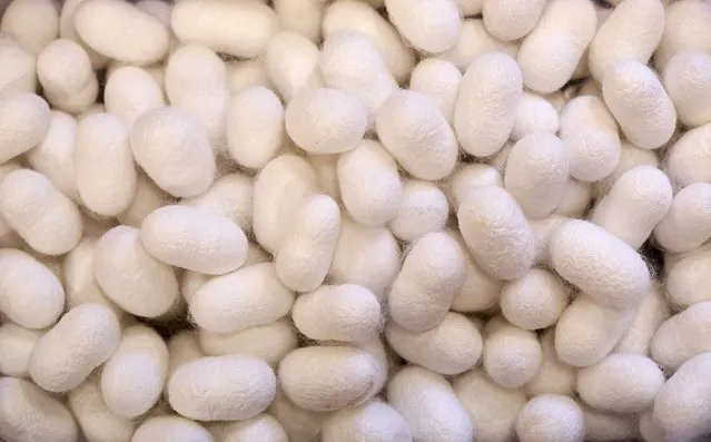 Silkworm cocoons are seen stored in a box at the CRA agricultural research unit in Padua, Italy, June 4, 2015. (Photo by Alessandro Bianchi/Reuters)