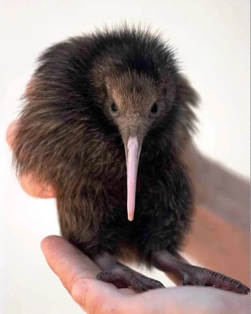 In this September 26, 1997, file photo, a handler holds Tuatahi, a 3 week old Kiwi bird, the first kiwi born at Sydney's Taronga Zoo for more than 26 years. Scientists say they have sequenced the genome of the brown kiwi for the first time, revealing that the shy, flightless bird likely lost its ability to see colors after it became nocturnal tens of millions of years ago. (Photo by Rick Rycroft/AP Photo)