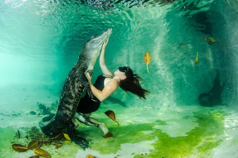 Swimming with Alligators