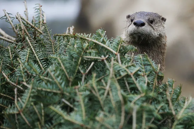 A  river otter looks for food stashed in a used Christmas tree at the Buttonwood Park Zoo in New Bedford, Massachusetts in this January 16, 2014 file photo. (Photo by Brian Snyder/Reuters)