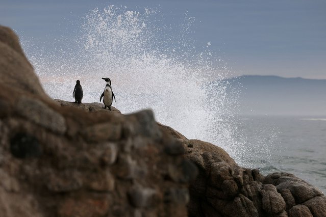 Endangered Humboldt penguins stand on a rock at 'Islote pajaros ninos' where they inhabit and nest, during a burrows inspection, at Algarrobo area, in Valparaiso, Chile on June 6, 2024. (Photo by Ivan Alvarado/Reuters)