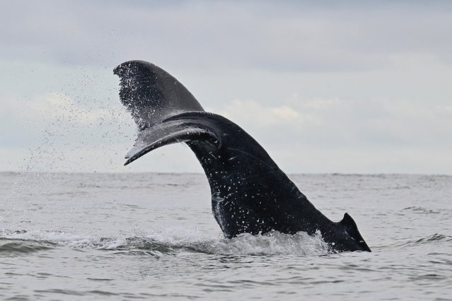 A Humpback whale swims in the surface of the Pacific Ocean near Buenaventura, Valle del Cauca Department, Colombia, on September 27, 2024. Humpback whales (Megaptera novaeangliae) migrate annually from the Antarctic Peninsula to peek into the Colombian Pacific ocean coast, with an approximate distance of 8,500 km, to give birth and nurse their young. (Photo by Joaquin Sarmiento/AFP Photo)