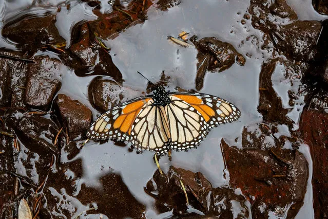 A Monarch butterfly (Danaus plexippus) is pictured at the Sanctuary of El Rosario, Ocampo municipality, Michoacan state, Mexico, on February 3, 2020. The body of Raul Hernandez Romero, a Monarch butterfly defender, was found murdered February 1, 2020, less than a week after the body of environmentalist Homero Gomez was found, the regional prosecutor's office reported. Romero was found in the town of Las Balsitas, in the municipality of Ocampo, Michoacan, with “bruises on different parts of the body and a head wound, caused by a sharp object”, the prosecutor's office said in a statement February 3. (Photo by Enrique Castro/AFP Photo)