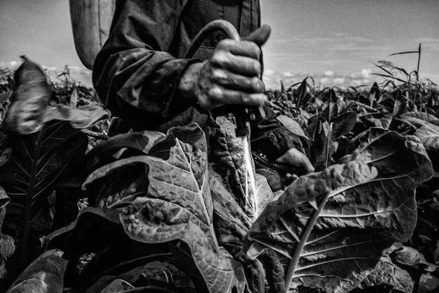 Shortlisted: César Rodríguez. Artemio, 50 years old, applying pesticides at the tobacco fields in Mexico. He is applying a mixture of chemicals that if absorbed by his body, would put him in danger of losing his life. Normally these chemicals are prohibited, but not in these fields. (Photo by César Rodríguez/2016 EPOTY)