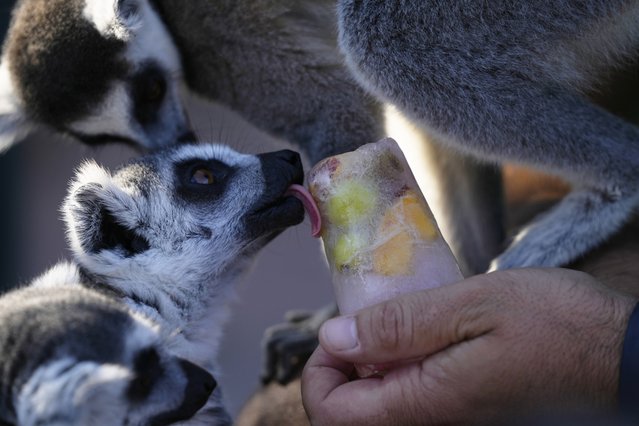 A ring-tailed lemur licks a fruit popsicle, at the Attica Zoological Park in Spata suburb, eastern Athens, Friday, August 4, 2023. A large number of animals being fed frozen meals at the Attica Zoological Park outside the Greek capital Friday, as temperatures around the country touched 40C (104 degrees Fahrenheit) and were set to rise further, in the fourth heat wave in less than a month. (Photo by Thanassis Stavrakis/AP Photo)