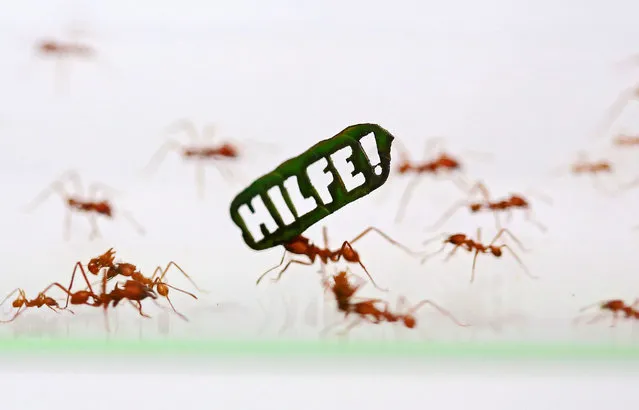 Leaf-cutting ants carrying a leaf that has the world “Hilfe!” (Help!) carved into it run through a pipe in the zoo of Cologne, Germany, 18 August 2015. Nature conservation group WWF used ants to gather support for the preservation of rainforests prior to German-Brazilian government talks. (Photo by Oliver Berg/EPA)