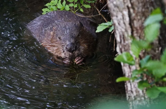 A beaver on the shore of Motala ström, in Motala, Sweden, on Tuesday evening, June 21, 2022. (Photo by Jeppe Gustafsson/Rex Features/Shutterstock)