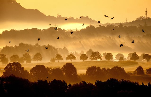 Birds fly as fog covers the outskirts of Frankfurt, Germany, early Friday, September 20, 2024. (Photo by Michael Probst/AP Photo)