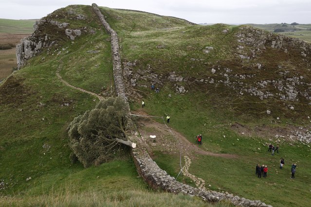 “Sycamore Gap” tree on Hadrian's Wall now lies on the ground, leaving behind only a stump in the spot it once proudly stood on September 28, 2023 northeast of Haltwhistle, England. The tree, which was apparently felled overnight, was one of the UK's most photographed and appeared in the 1991 Kevin Costner film “Robin Hood: Prince Of Thieves”. (Photo by Jeff J. Mitchell/Getty Images)