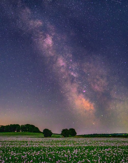 The Milky Way over a sea of opium poppies in bloom near Blandford in Dorset, the light pink poppies are grown under licence for medical morphine on July 10, 2024. Captured with a single 13-second exposure. (Photo by Alister Gooding/Picture Exclusive)