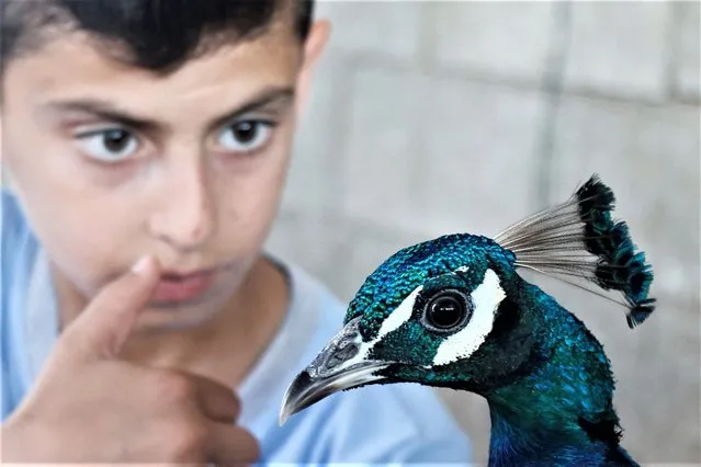 Palestinian child Jood looks at a peacock on his father Ghazi's farm, in Araba in the Israeli-occupied West Bank on August 1, 2022. (Photo by Raneen Sawafta/Reuters)