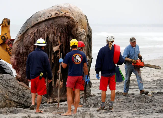 A worker uses a chainsaw as Encinitas lifeguards work to remove the carcass of a large humpback whale that washed ashore in Leucadia, California, United States, July 18, 2016. (Photo by Mike Blake/Reuters)