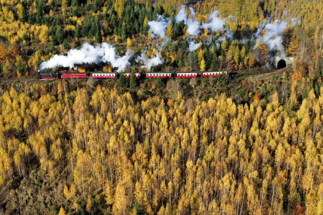 A steam train drives through the autumnal colors “Harz” forest near Wernigerode, Germany, Monday, November 18, 2024. (Photo by Matthias Schrader/AP Photo)