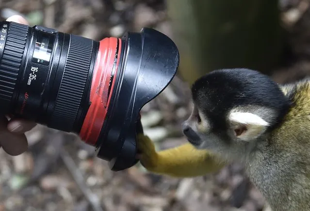 A Squirrel Monkey peers into a photographer's lens during a photocall at London Zoo in central London August 21, 2014. The annual weigh-in, which includes waist and height measurements, is conducted for the general wellbeing of the animals, and to help detect pregnancies in endangered species, as part of the Zoo's international breeding programmes. (Photo by Toby Melville/Reuters)