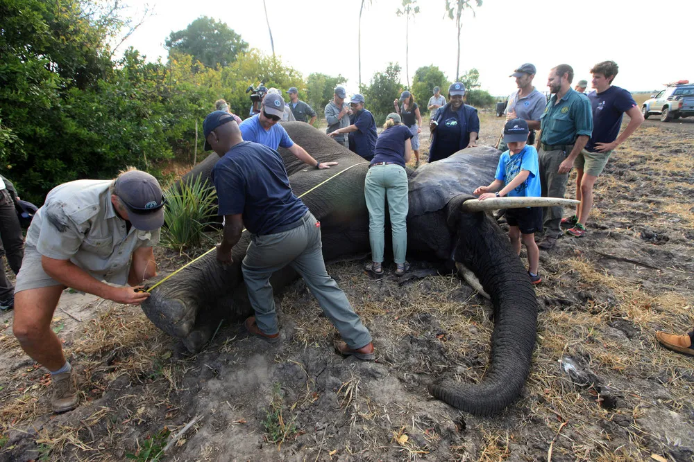 500 Elephants Find New Home