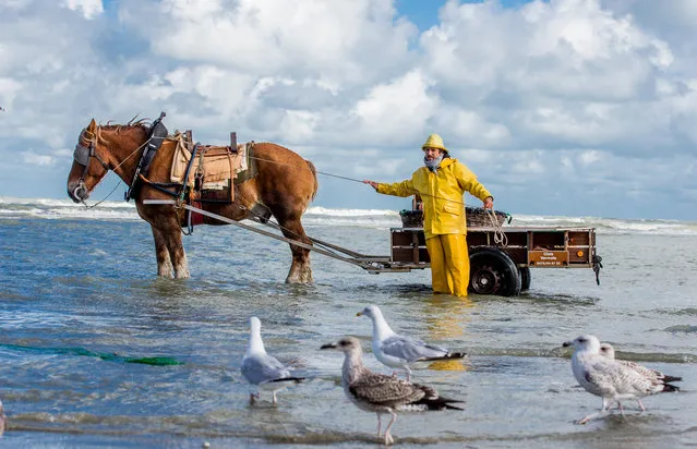 A fisherman participates in the traditional shrimp fishing in Oostduinkerke, Belgium, 12 September 2017. The king and queen visited the brotherhood “Orde van de Paardevissers” on occasion of the 50th anniversary of the organization. Fishing is done by using a Brabancon draft horse and hoods in order to collect the shrimp. The fishing in itself can last up to three hours but the entire process takes up to hours hours. One kilo of hand-pickled shrimp currently costs 90 euros. (Photo by Stephanie Lecocq/EPA/EFE)