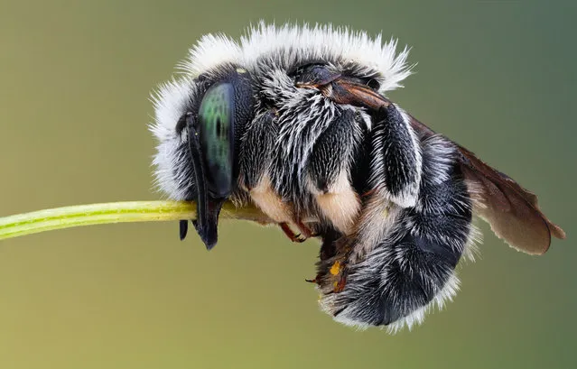 Sleeping Bee. Anthidium punctatum. Size: 7 mm.
