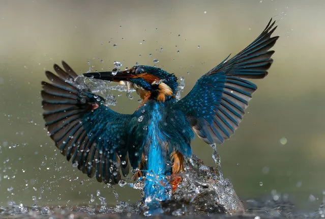 The kingfisher, which can dive at speeds of up to 25 mile-per-hour, is seen shooting upwards with its prize held tightly in its beak in Lincolnshire, United Kingdom in August 2022. (Photo by Dave Newman/Media Drum World)