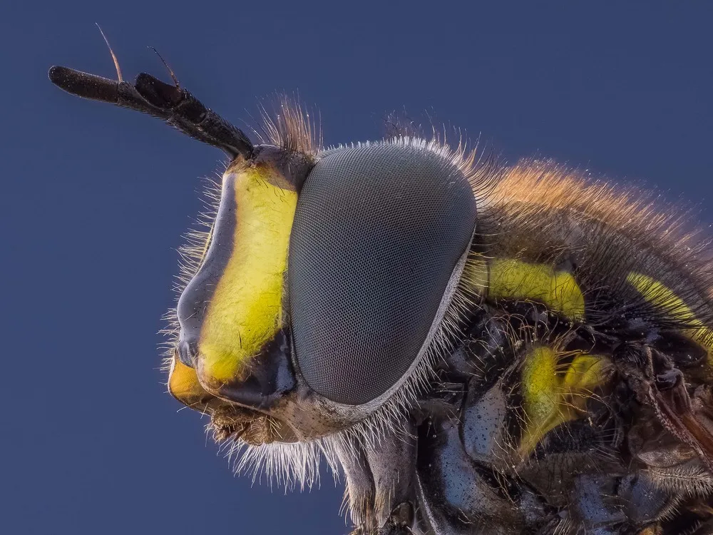 Insect Eyes by Amateur Photographer Kutub Uddin