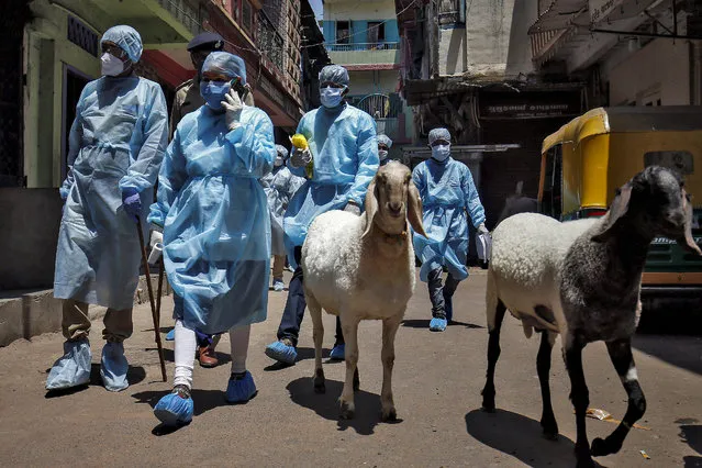 Health workers wearing protective gear walk past sheep as they arrive to conduct a door-to-door verification of people to find out if they have developed any coronavirus disease (COVID-19) symptoms, in a residential area in Ahmedabad, India, April 23, 2020. (Photo by Amit Dave/Reuters)