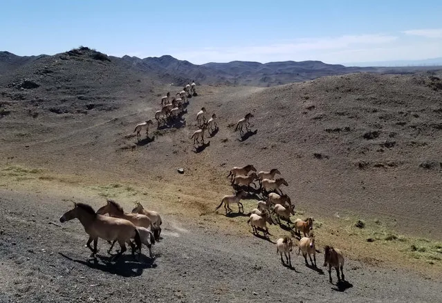 Wild horses at a wild animal park on southern foot of Tianshan Mountain in China’s north-west Xinjiang region. More than 700 Przewalski’s horses have been born in Xinjiang since a breeding programme started in 1985. (Photo by Xinhua News Agency/Barcroft Media)