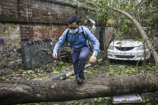 A man makes his way tpast a tree fallen in the middle of a road after Cyclone Amphan hit the region in Kolkata, India, Thursday, May 21, 2020. A powerful cyclone ripped through densely populated coastal India and Bangladesh, blowing off roofs and whipping up waves that swallowed embankments and bridges and left entire villages without access to fresh water, electricity and communications. (Photo by Bikas Das/AP Photo)