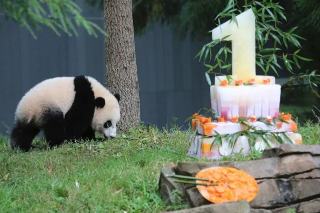 National Zoo Celebrates Panda’s 1st Birthday