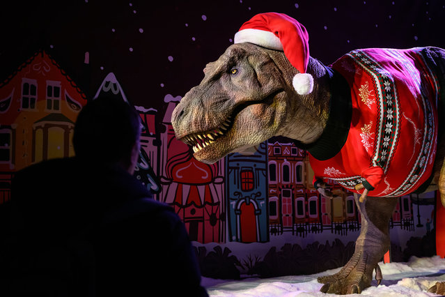 Visitors stop to look at an  animated model of a Tyrannosaurus Rex wearing a Santa hat and festive jumper in it's Christmas-themed display at the Natural History Museum on December 21, 2023 in London, England. The animatronic Tyrannosaurus Rex is modelling a tiny-armed version of this year's Natural History Museum Christmas jumper, and seasonal makeover for its quarters in the museum's dinosaur gallery. (Photo by Leon Neal/Getty Images)