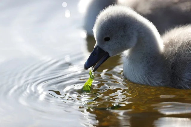 A cygnet is seen in The Serpentine in Hyde Park, following the outbreak of the coronavirus disease (COVID-19), London, Britain, May 26, 2020. (Photo by John Sibley/Reuters)