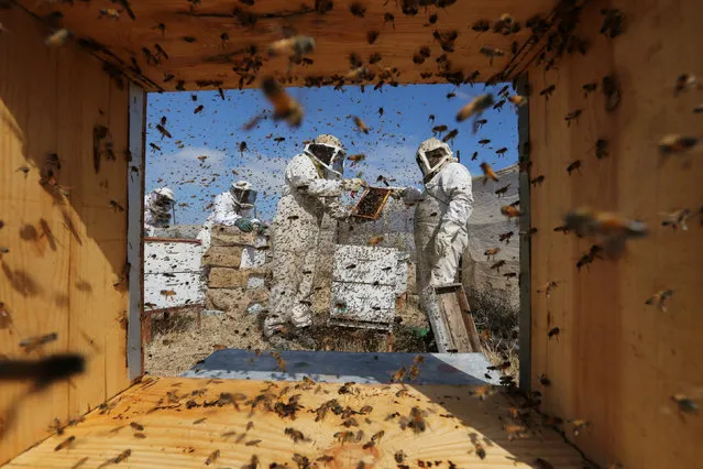 Palestinian beekeepers collect honey at a farm in Rafah in the southern Gaza Strip April 25, 2017. (Photo by Ibraheem Abu Mustafa/Reuters)