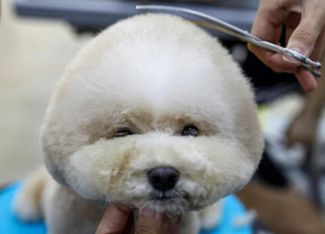 A Maltese Poodle is being groomed at June's Pethouse as pet services resume amid the coronavirus disease (COVID-19) outbreak in Singapore on June 2, 2020. (Photo by Edgar Su/Reuters)