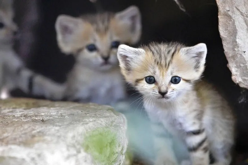 Rare Sand Kittens in Park “Safari”