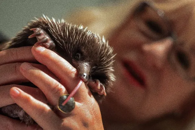 Animal godmother Barbara Becker holds spiny anteater “Harapan” on September 30, 2014 at the zoo in Rostock, northeastern Germany. In the wild, the egg-laying mammals occur in Australia and New Guinea. (Photo by Jens Buettner/AFP Photo/DPA)