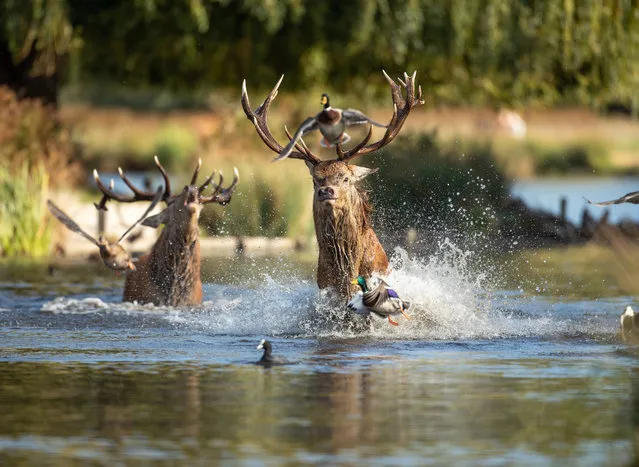 Pic shows the stunning moment a rutting stag got out of his depth and had to flee hostile waters as his victorious opponent bellowed in victory in the background in Bushy Park, London on October 14, 2022. (Photo by Dan Knight/ Magnus News)