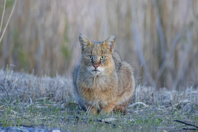 A jungle cat (Felis Chaus) which is considered an endangered species in Turkey is pictured by a wildlife expert in Turkey on April 17, 2020. (Photo by Emin Yogurtcuoglu/Anadolu Agency via Getty Images)